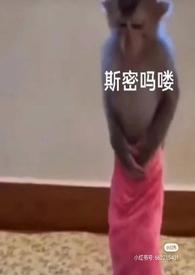 泡芙小姐 动画片